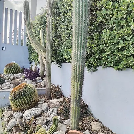 L'ulivo Brancaleone Marina