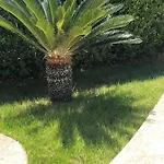 L'ulivo *