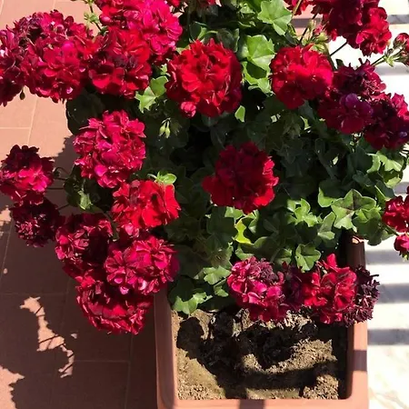 L'ulivo Apartamento Brancaleone Marina