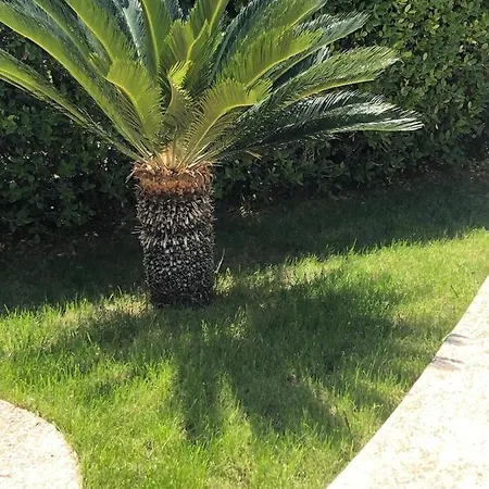 L'ulivo *