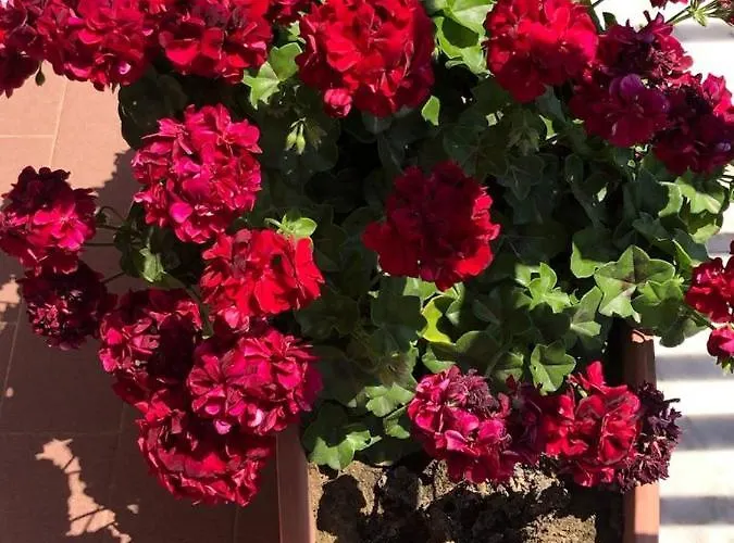 L'ulivo Lägenhet Brancaleone Marina